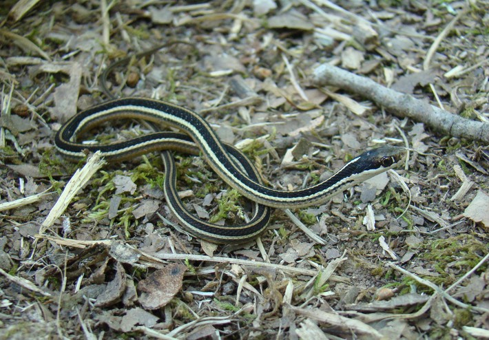 Eastern Ribbonsnake Natchez Trace Clinton.JPG