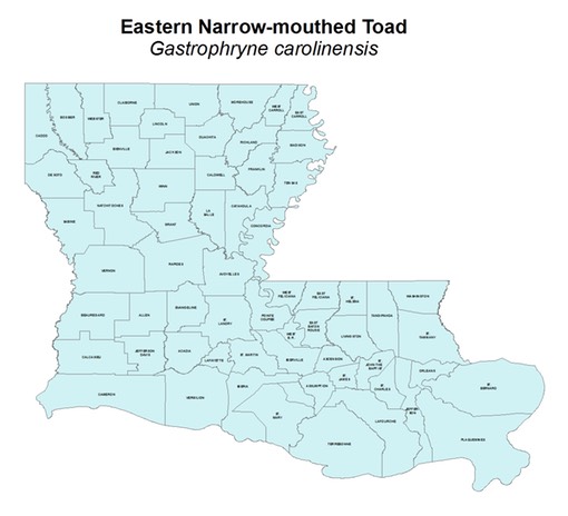 Eastern Narrow-mouthed Toad