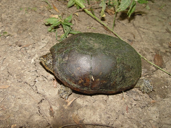 Fortress Rosecrans 004