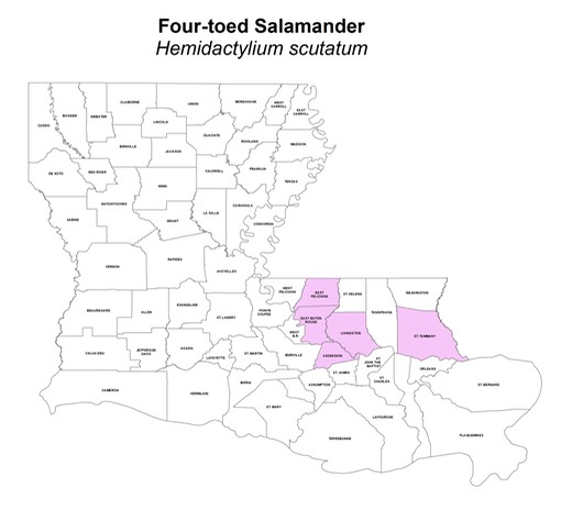 Four-toed Salamander