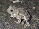 Fowler's Toad Pearl River WMA