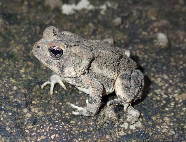 Fowler's Toad Pearl River WMA
