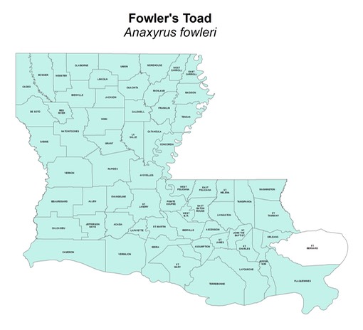 Fowler's_Toad