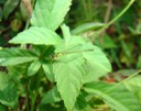 Fragile Forktail - Ischnura posita