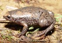 G. carolinensis AFB
