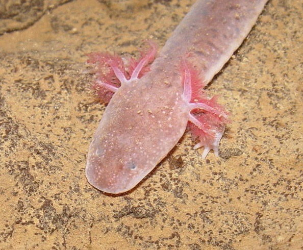 G. palleucus 021 GPAL Grundy