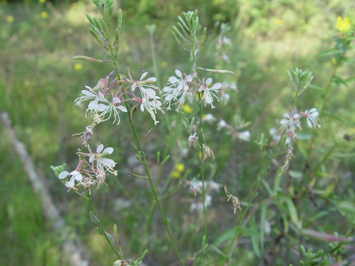 Gaura filipes (Slender Gaura) 2
