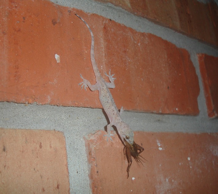 Gecko in Lafayette (2)