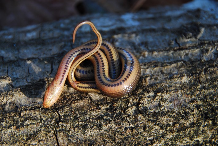 Glossy Crayfish Snake 1.JPG