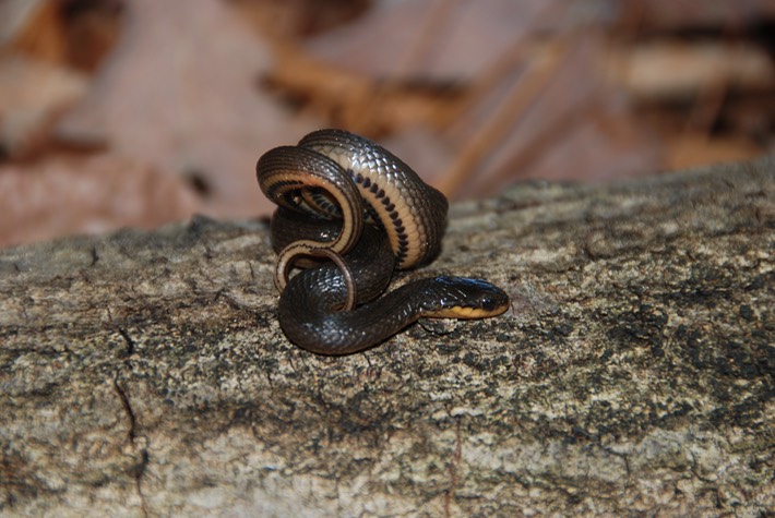 Glossy Crayfish Snake 2.JPG