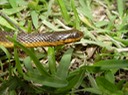 Glossy Crayfish Snake St. Bernard Parish.jpg