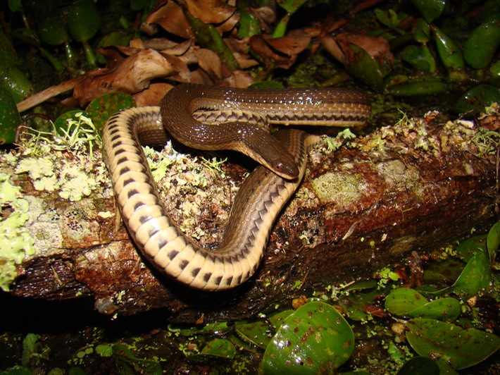 Graham's Crayfish Snake 2.JPG