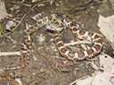 Gray Ratsnake 1.jpg