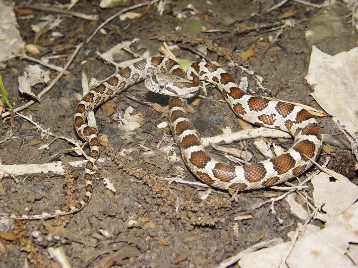 Gray Ratsnake 1.jpg
