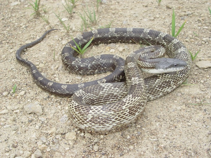 Gray Ratsnake 1.JPG