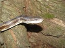Gray Ratsnake 3.jpg