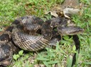 Gray Ratsnake St. Bernard Parish.jpg