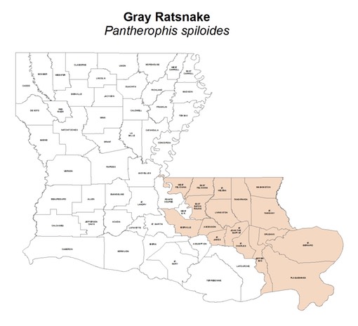 Gray Ratsnake