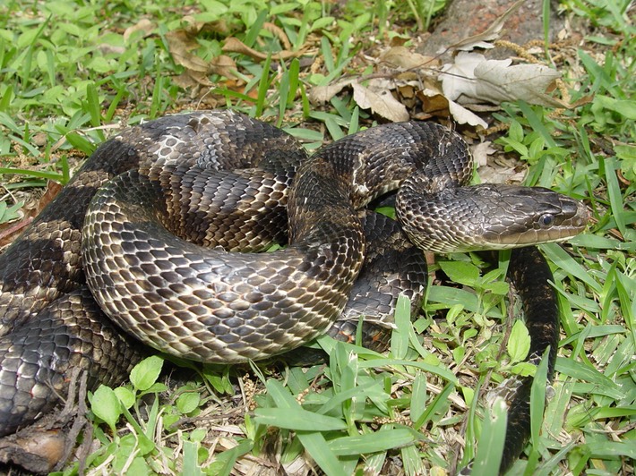Gray Ratsnake St. Bernard Parish.jpg