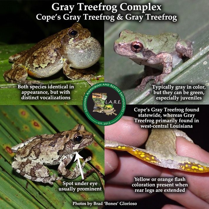 Gray Treefrog Complex