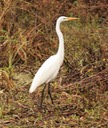 Great Egret (2)