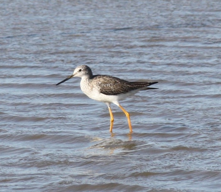 Greater Yellowlegs