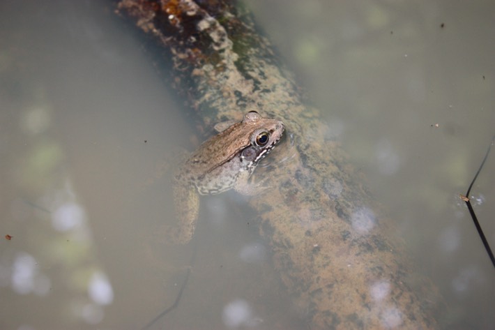 Green Frog Hinds County, MS