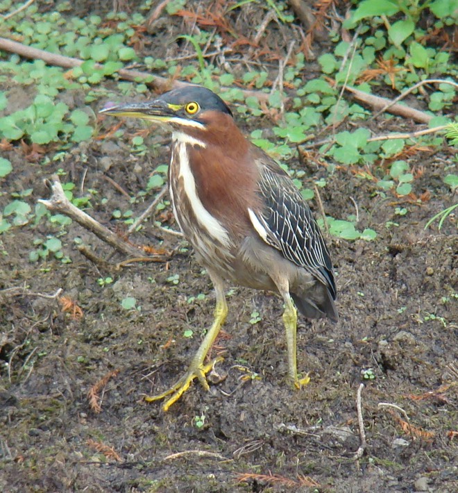 Green Heron (2)
