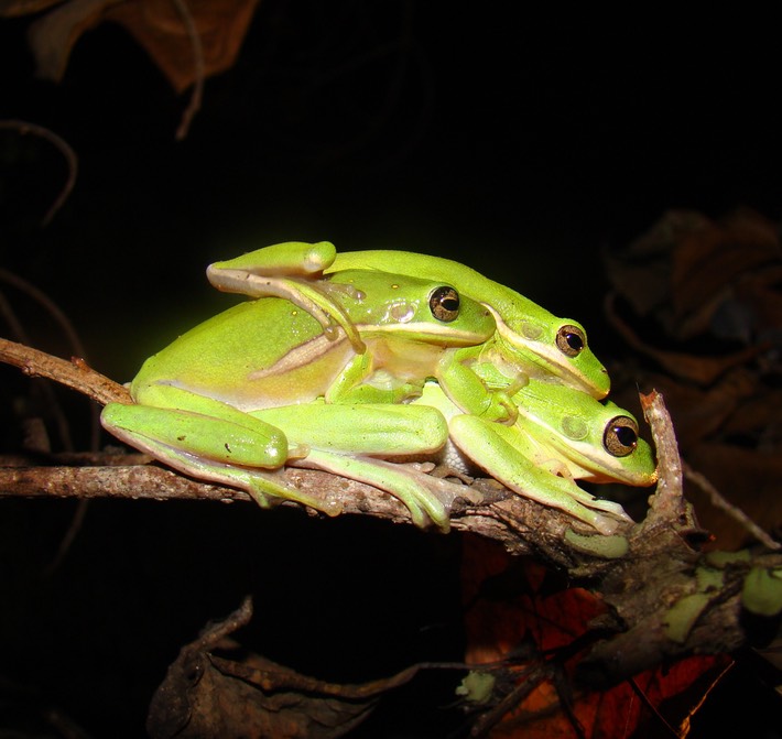 Green Treefrog BITH