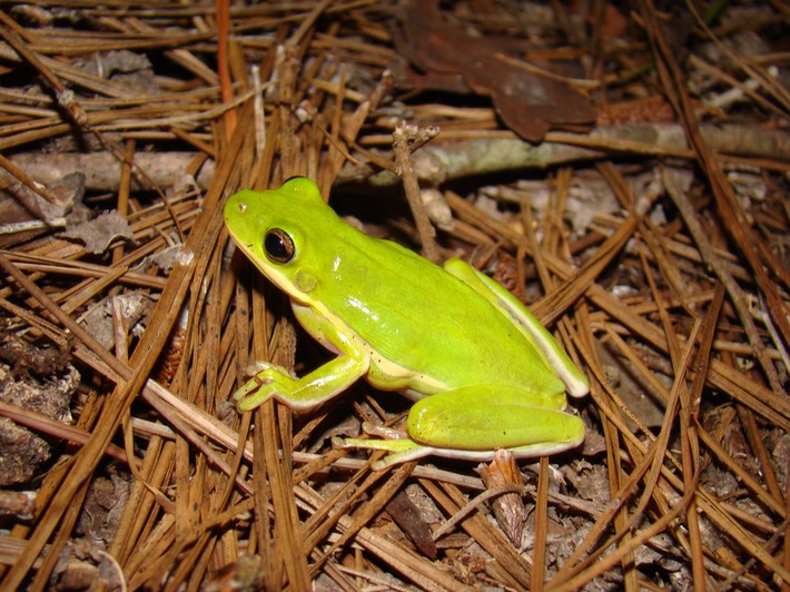 Green Treefrog St. Tammany