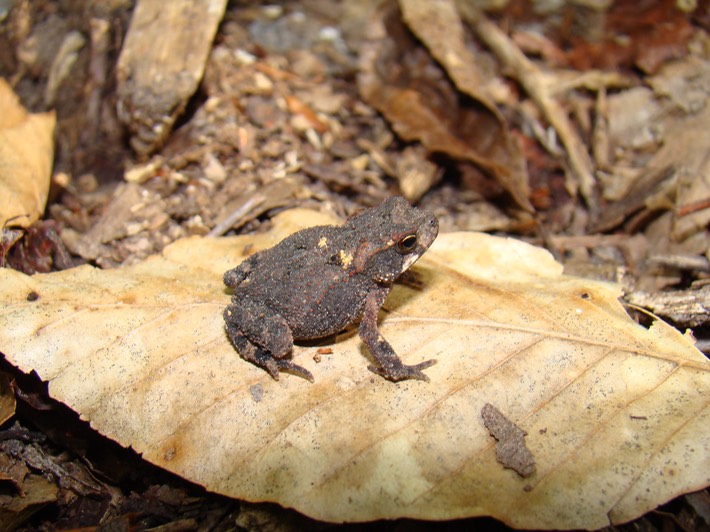 Gulf Coast Toad Chicot