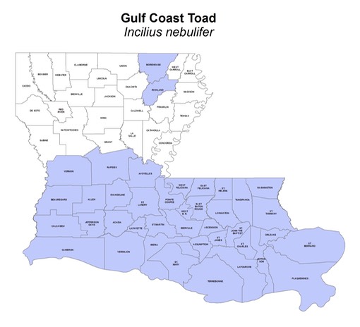 Gulf_Coast_Toad