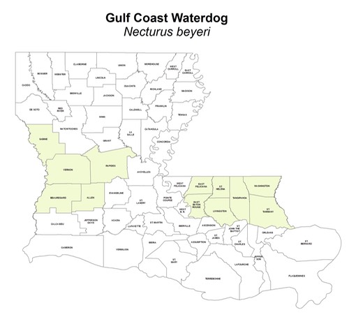 Gulf_Coast_Waterdog