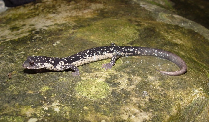 Gyri Georgia 045 Walker Co PGLU