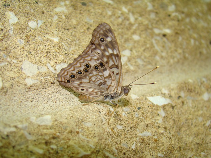 Hackberry Emperor - Asterocampa celtis (3)