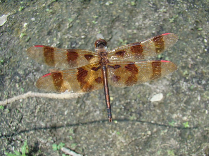 Halloween Pennant - Celithemis eponina (9)