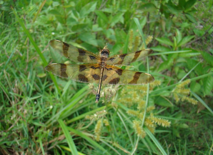 Halloween Pennant - Celithemis eponina (6)