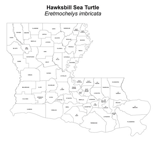 Hawksbill_Sea_Turtle