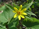 Helianthus divaricatus (Woodland Sunflower) 2