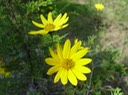 Helianthus occidentalis (Western Sunflower) 2