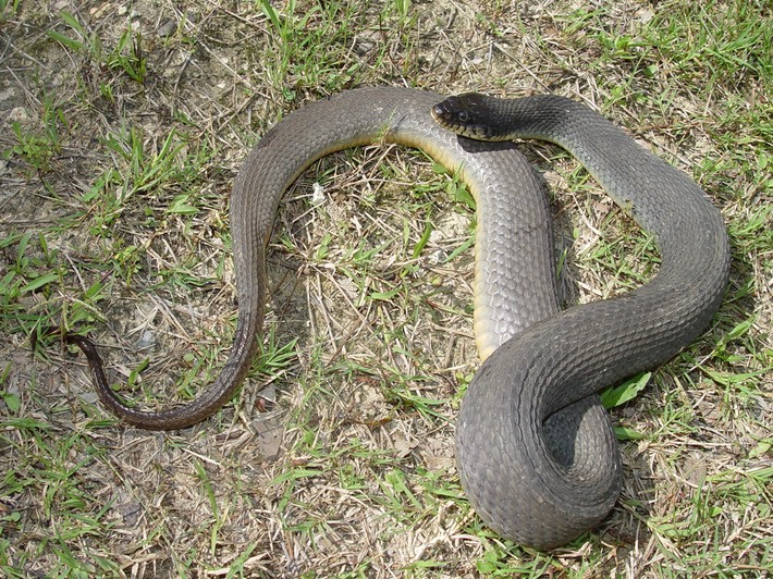 Plain-bellied Watersnake Hammond 1.jpg