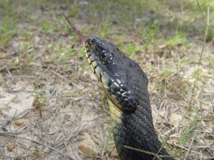 Plain-bellied Watersnake Hammond 2.jpg