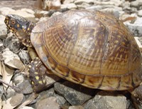 herp 083 (2)