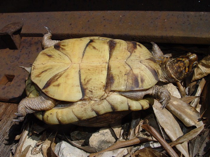 herp 103