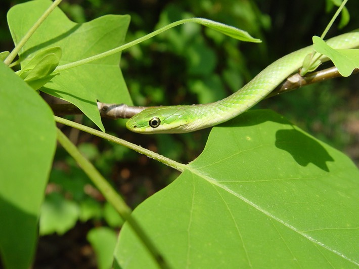 Rough Greensnake Old Stone Fort Arch. Park.jpg