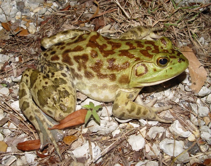 herp 018 (2) Hwy 51