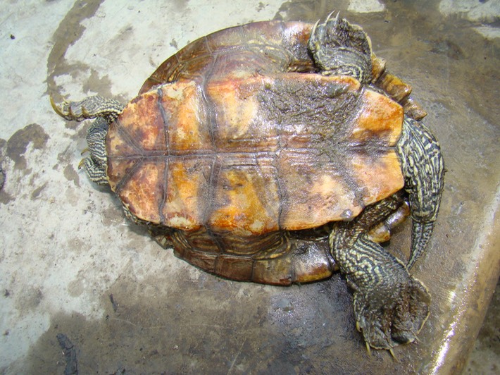 Herps 015