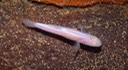 Herps 2005 002 TN