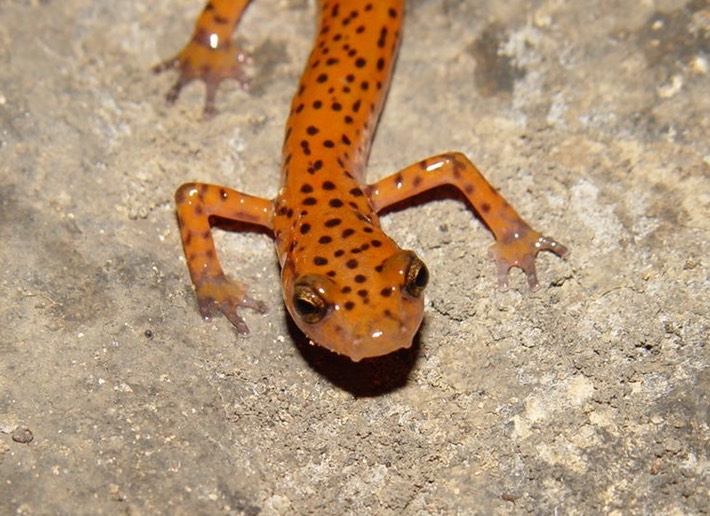 herps 2005 003 ELUC East TN