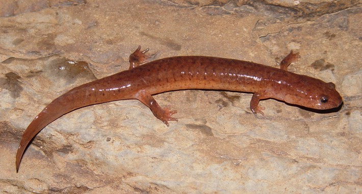 herps 2005 004 GPOR Knox